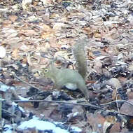 Image of Japanese Squirrel