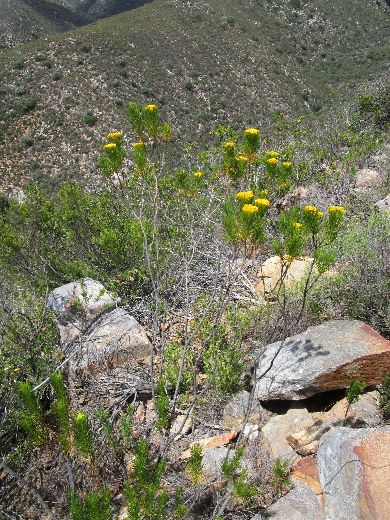 Hymenolepis indivisa (Harv.) M. Källersjö的圖片