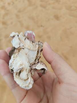 Image of titan acorn barnacle