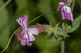 Image of Rhingia rostrata (Linnaeus 1758)