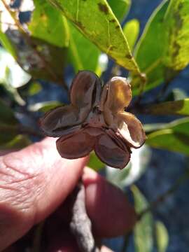 Image of Melicope madagascariensis (Baker) T. G. Hartley