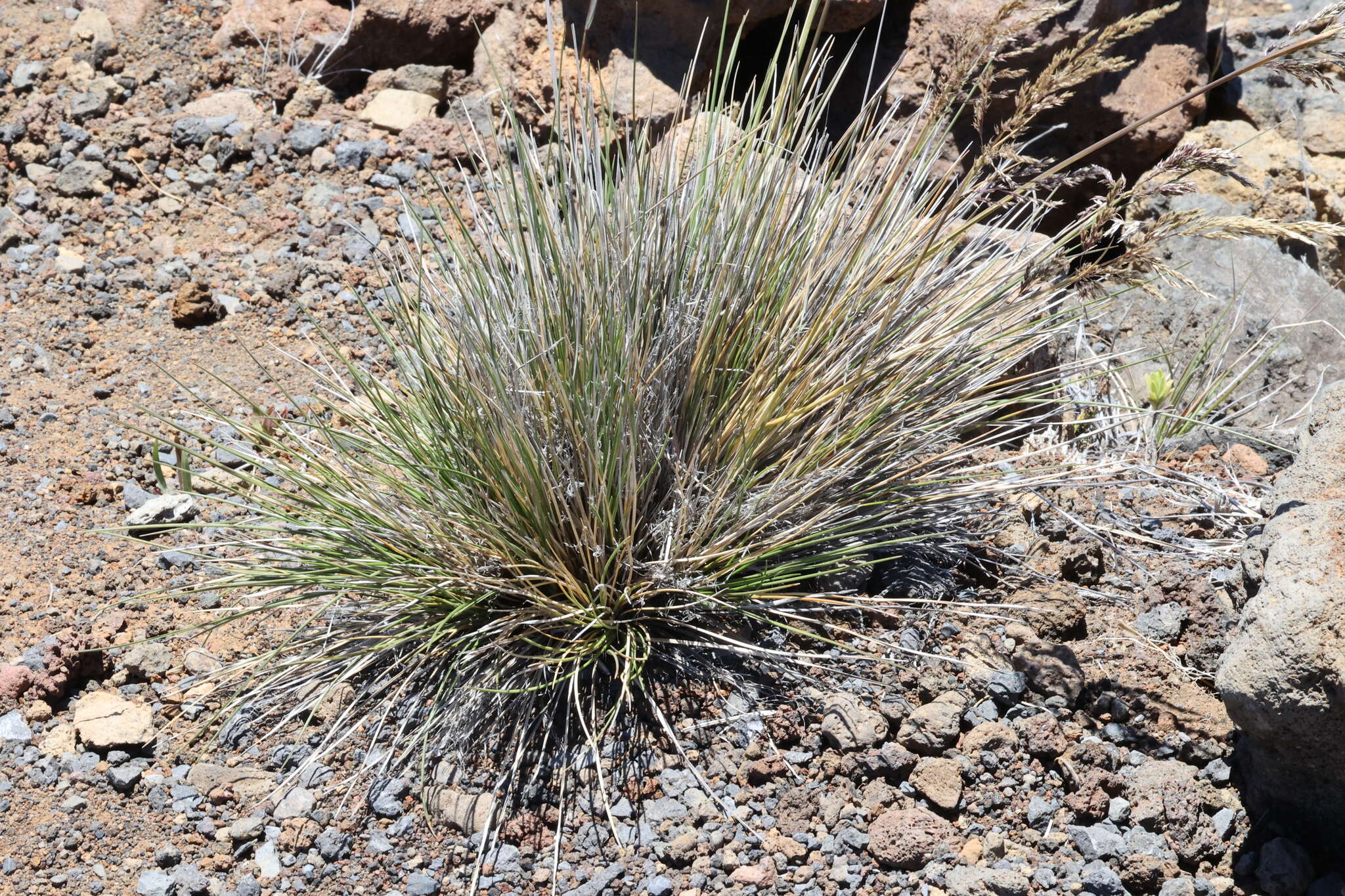 صورة Deschampsia nubigena Hillebr.