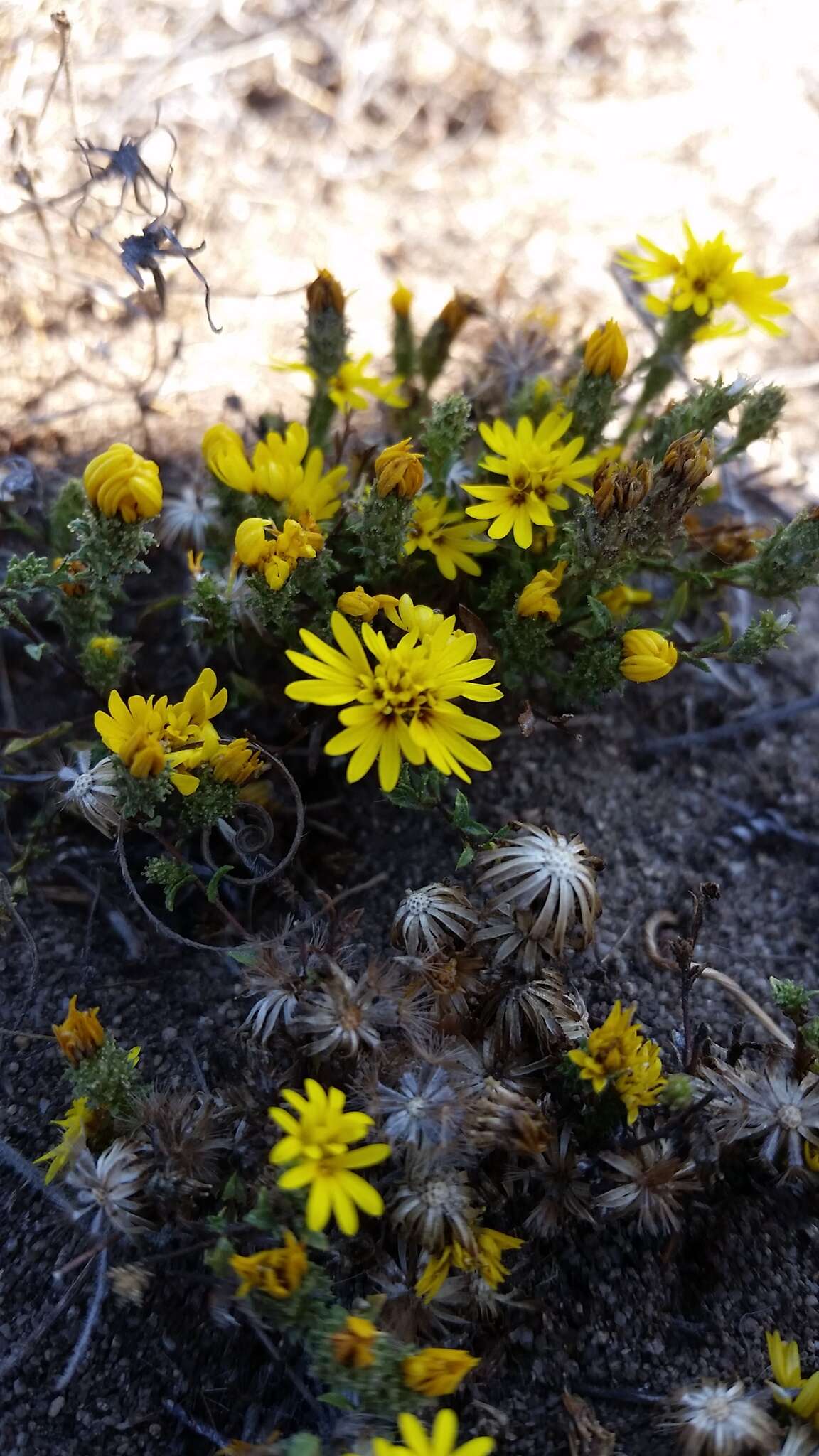 Plancia ëd Lessingia pectinata Greene