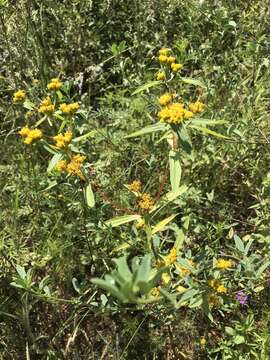 Image of coastal plain yellowtops