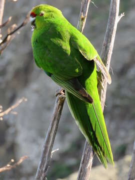 Image of Chatham Parakeet