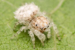 Oviballus vidae resmi