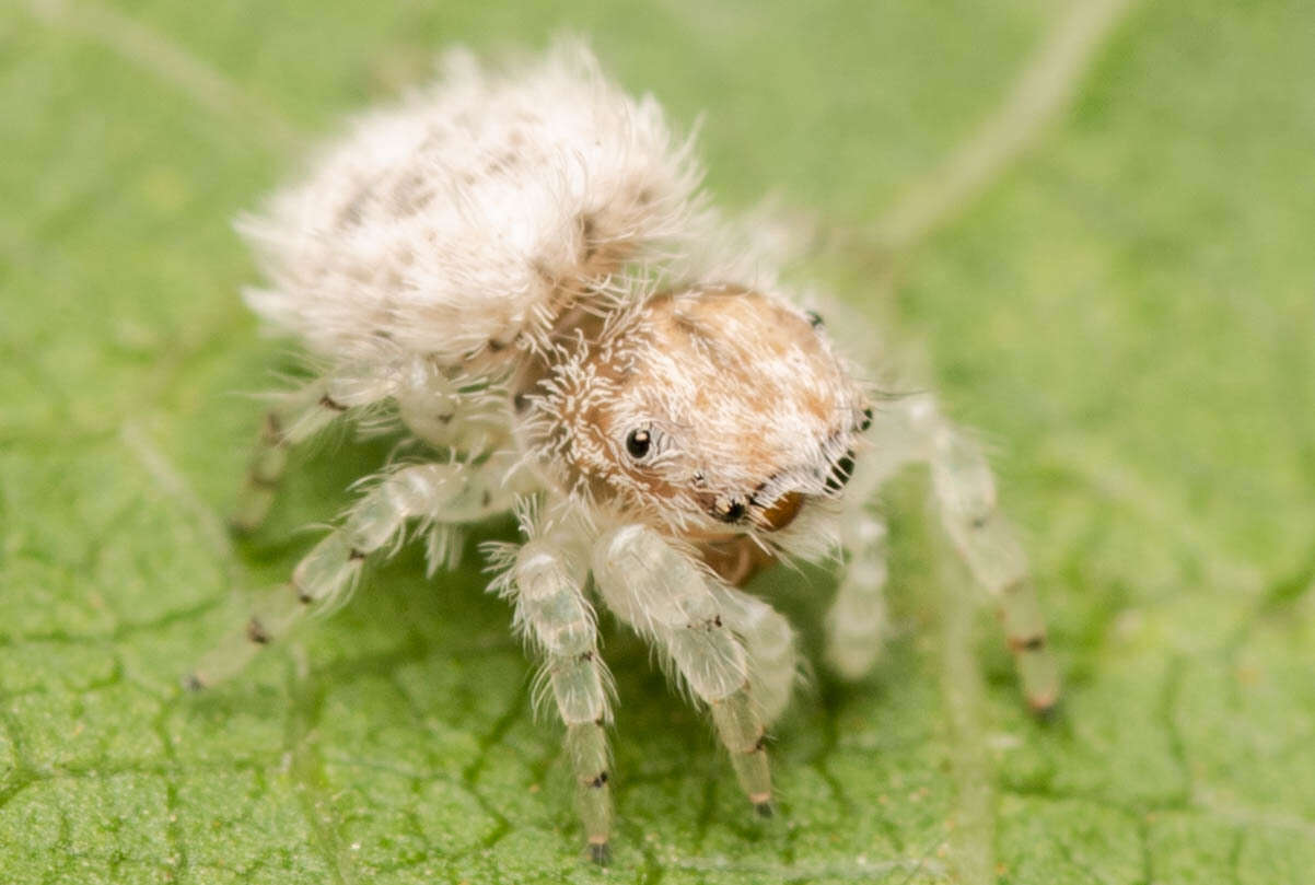 Image of Sheepy Jumping Spider