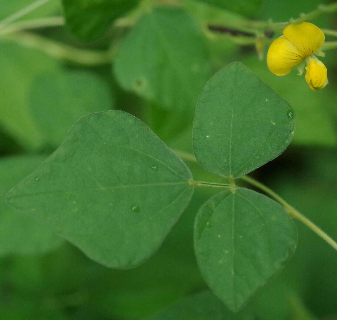 Dunbaria punctata (Wight & Arn.) Benth.的圖片