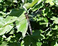 صورة Neogomphus edenticulatus Carle & Cook 1984