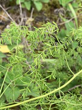 Image of Asparagus ramosissimus Baker