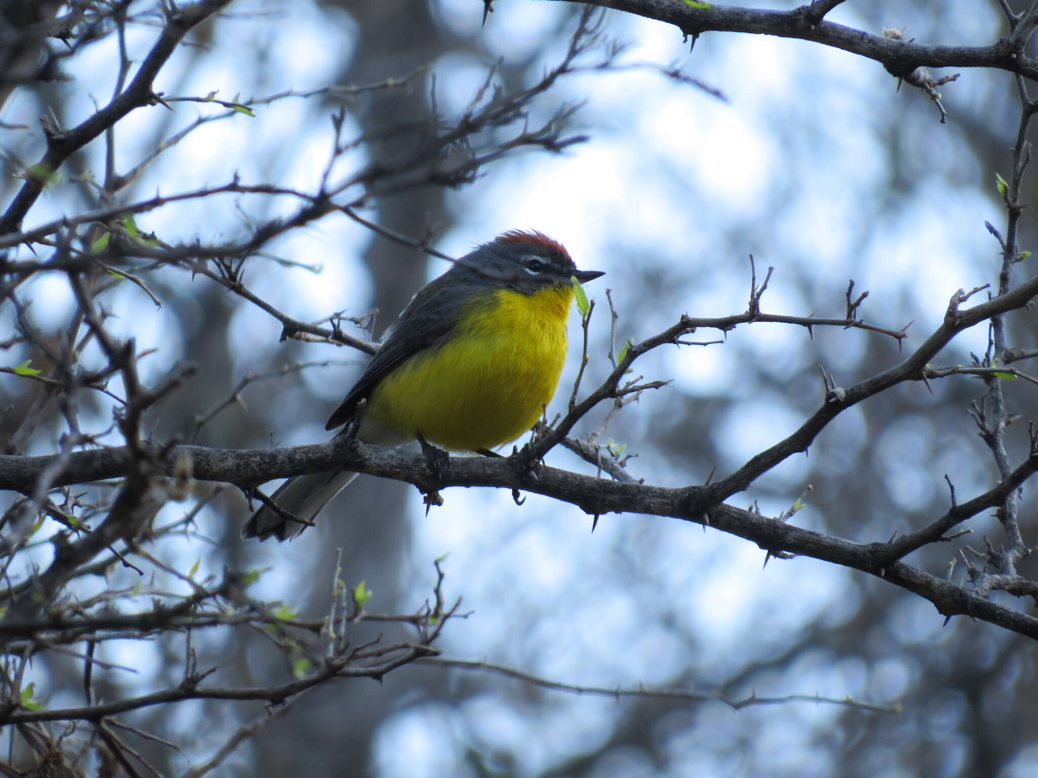 Image of Brown-capped Redstart