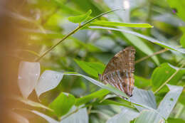 Image of Morpho portis