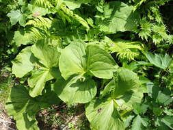 Image of Trillium apetalon Makino