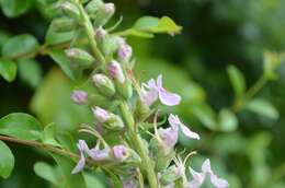 Image of Canada germander