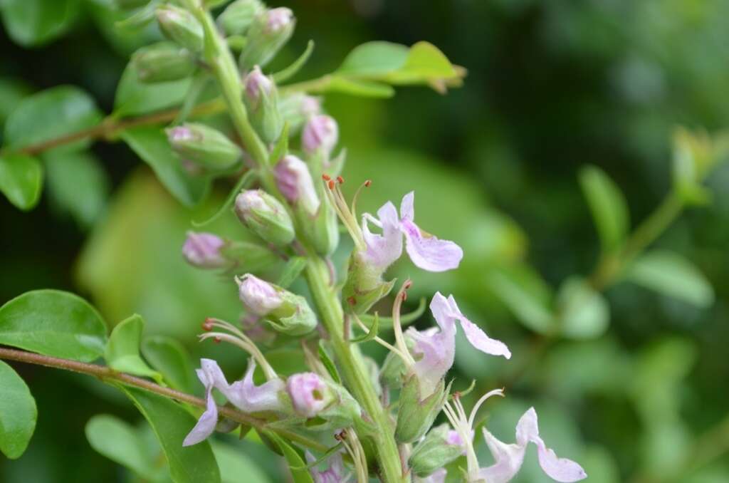 Image of Canada germander