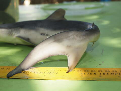 Image of Silky Shark