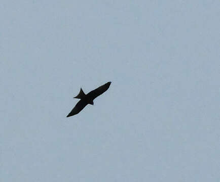 Image of Red Kite