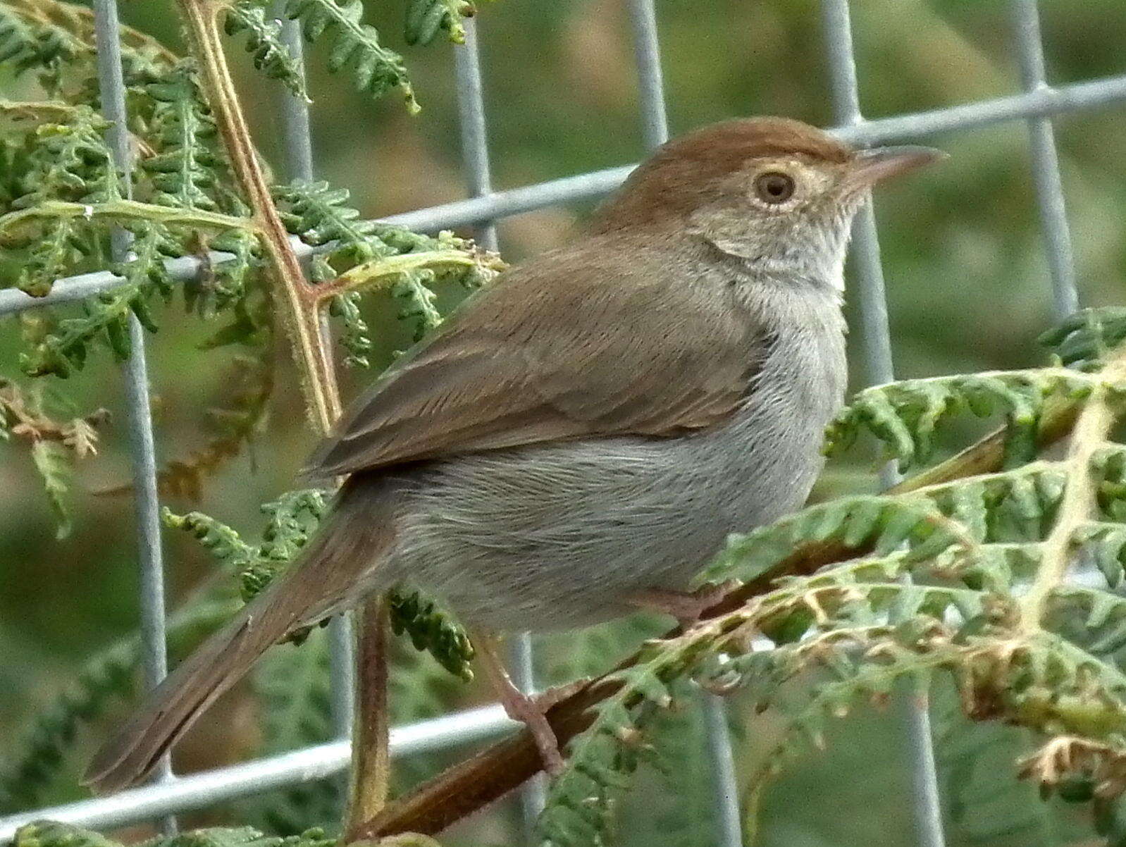 Imagem de Cisticola fulvicapilla fulvicapilla (Vieillot 1817)