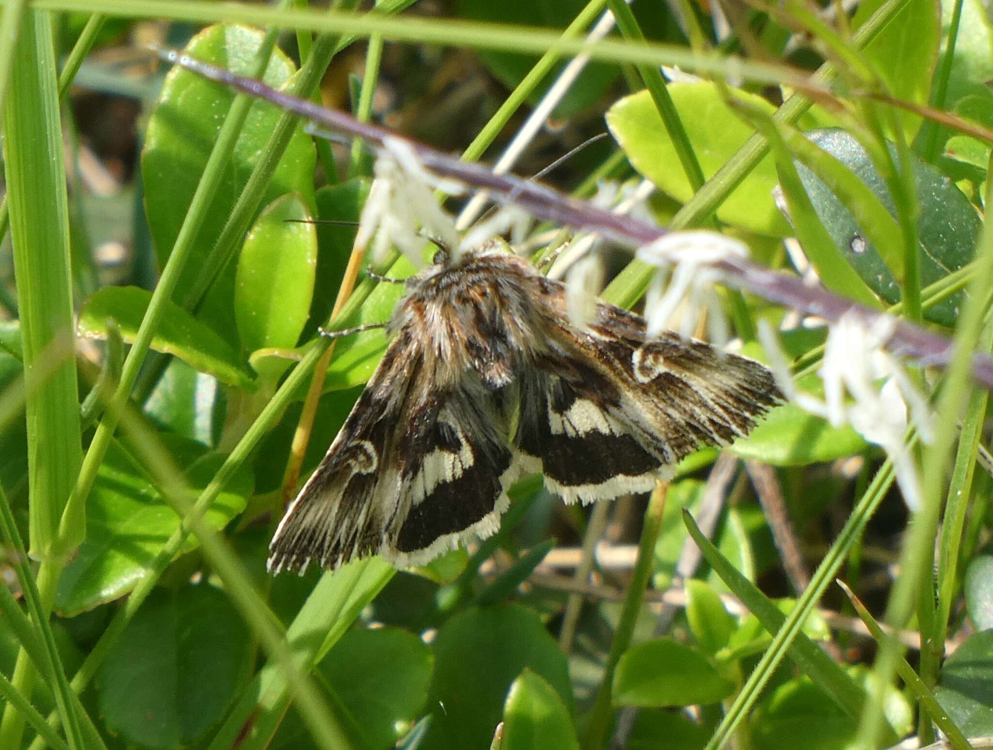 Image of Actinotia radiosa Esper 1804