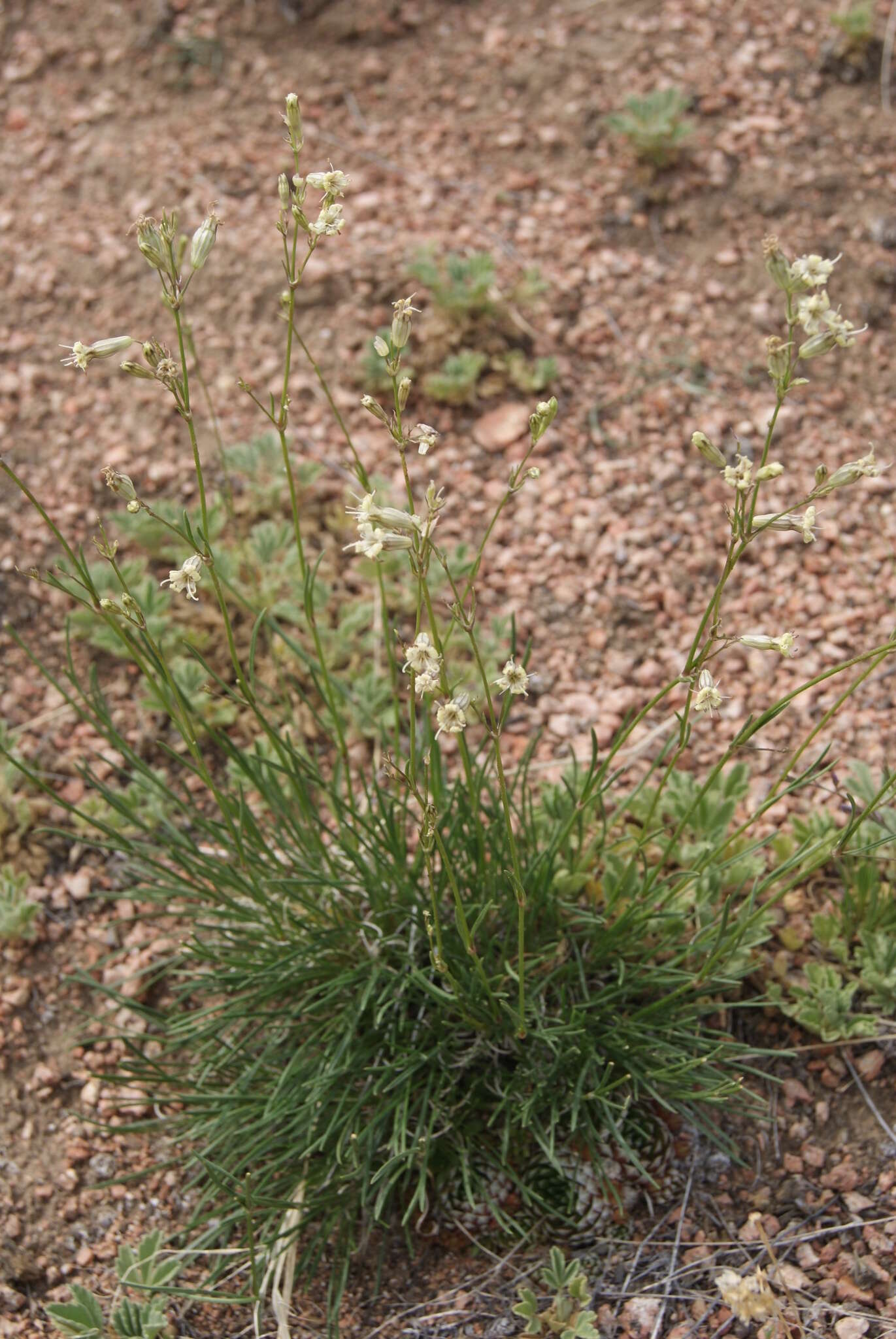 Image of <i>Silene jeniseensis</i>