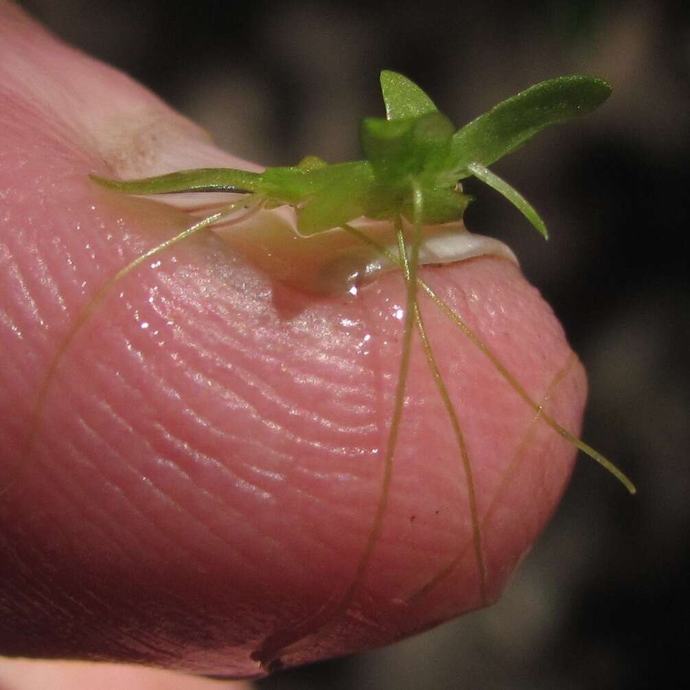 Image of valdivia duckweed