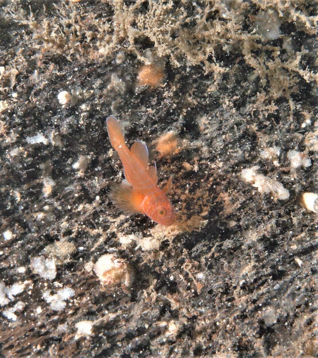 Image of Orange reef-goby