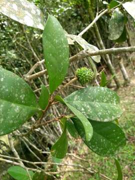 Image of Esenbeckia grandiflora Mart.