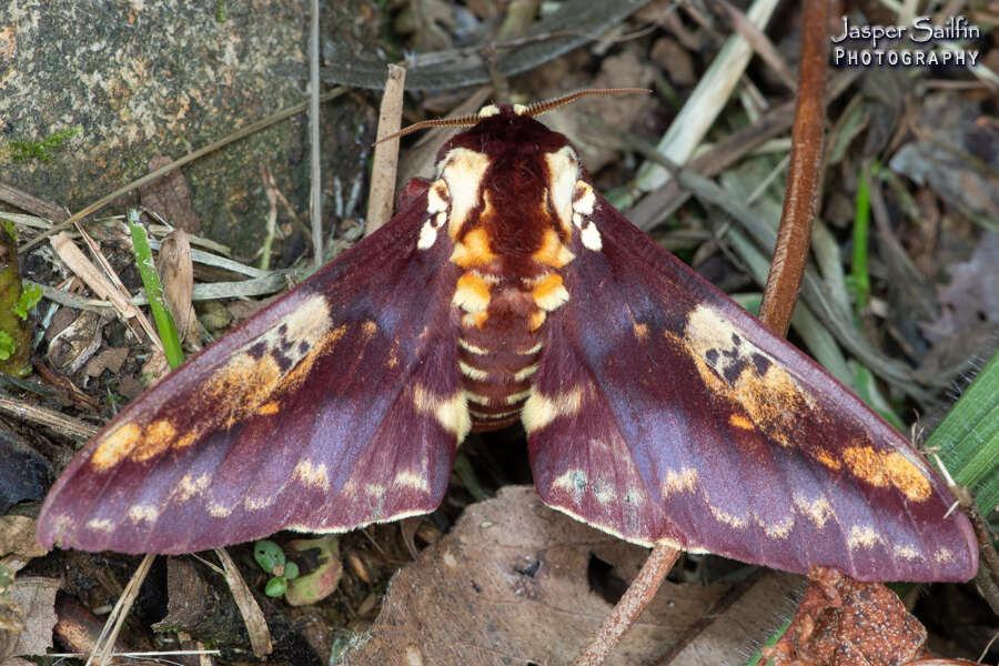 Image of Citheronia phoronea (Cramer 1779)