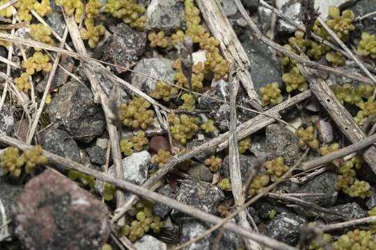 Imagem de Sedum litoreum Guss.