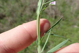 Lathyrus pusillus Elliott resmi