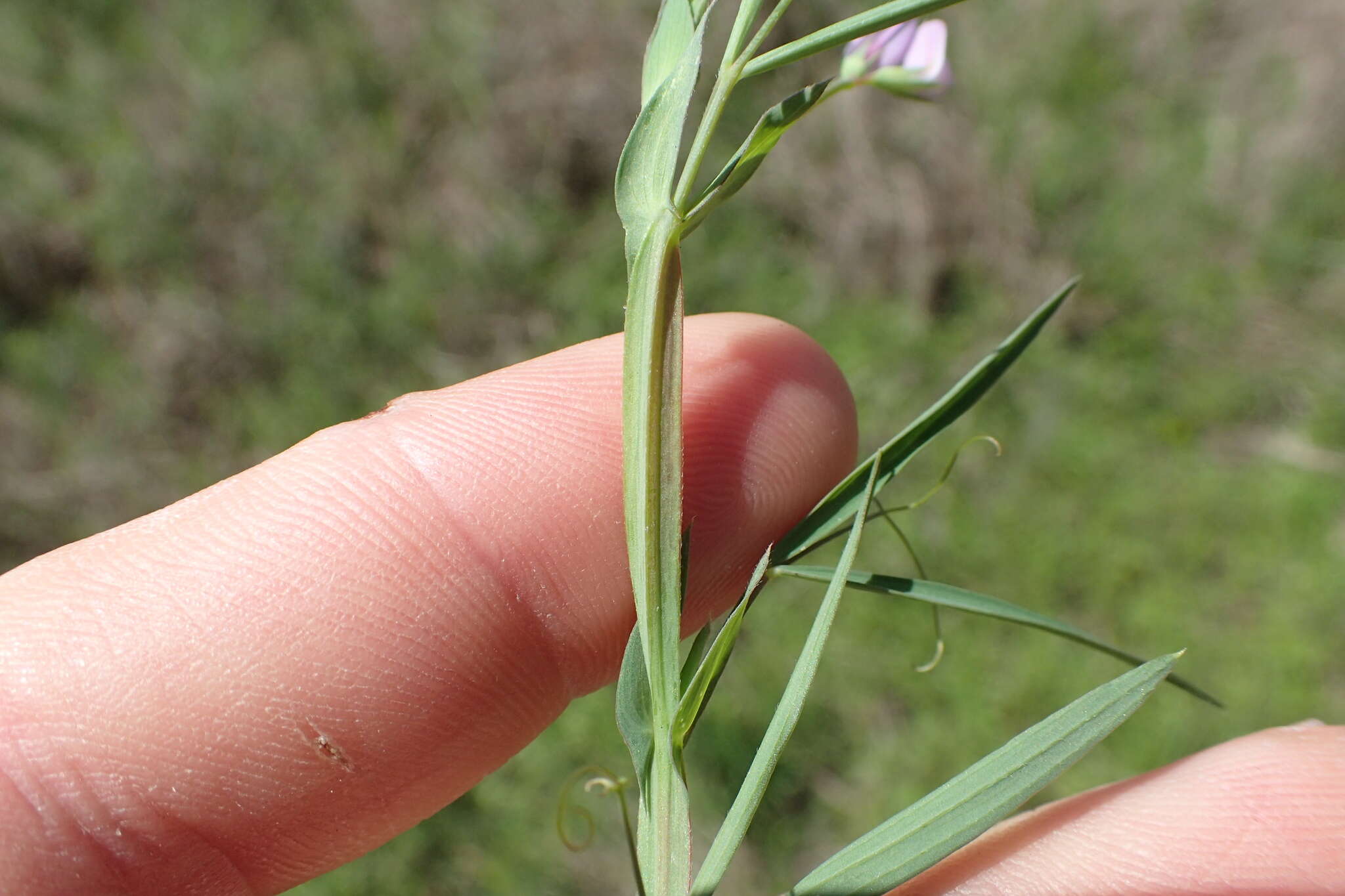 Lathyrus pusillus Elliott resmi