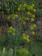 Image of Ferula communis subsp. linkii (Webb) Reduron & Dobignard