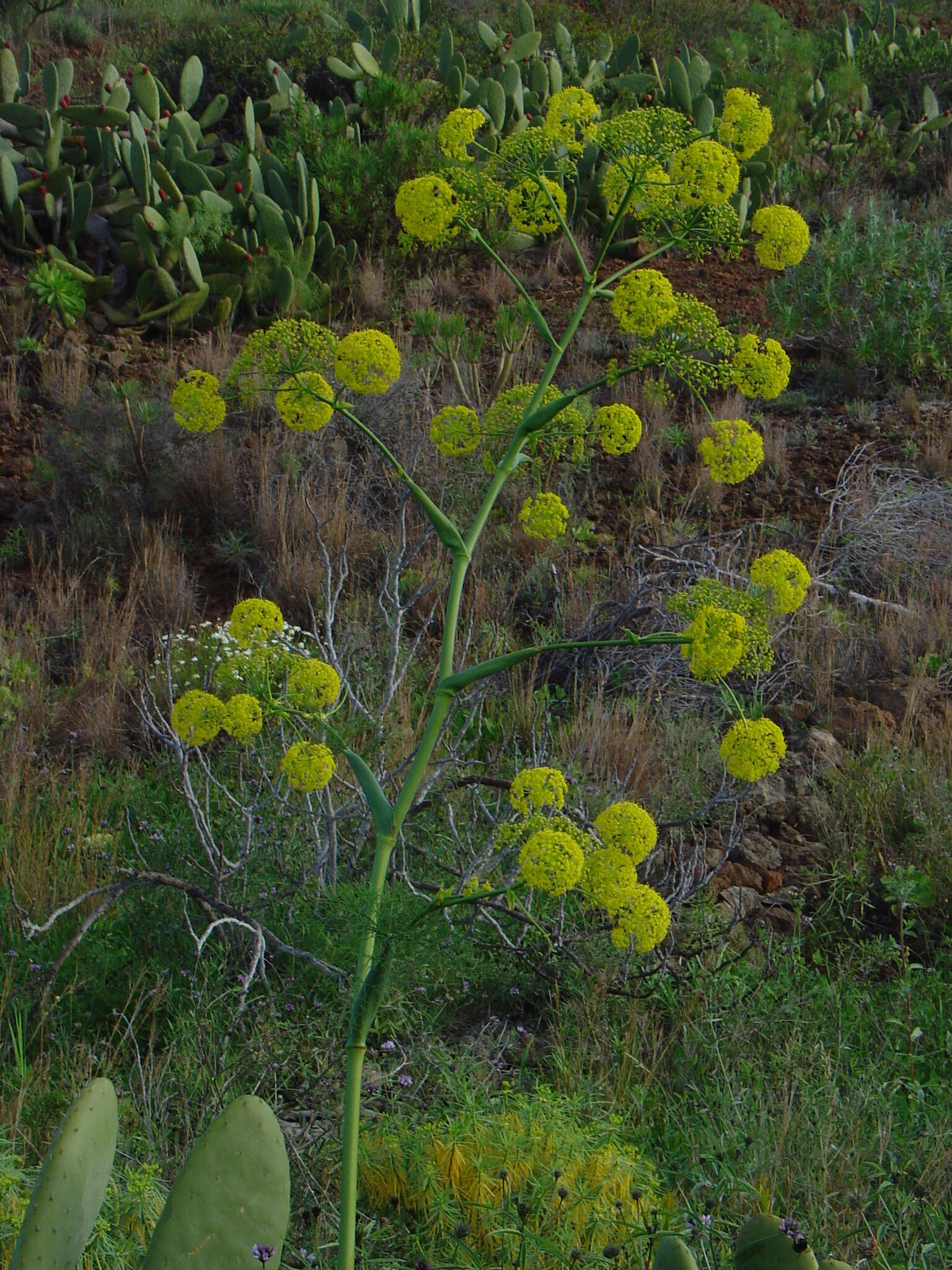 Image of Ferula communis subsp. linkii (Webb) Reduron & Dobignard