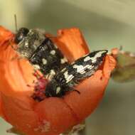 Image of Acmaeodera bowditchi Fall 1901