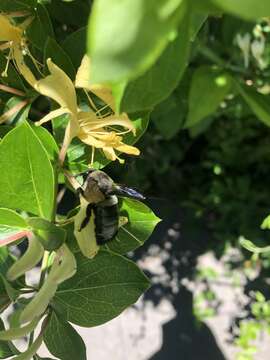 Image of Xylocopa californica californica Cresson 1864