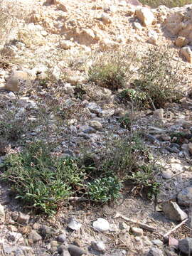 Image of Limonium carthaginense (Rouy) C. E. Hubbard & Sandwith