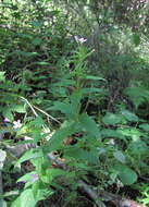 Image of Epilobium roseum subsp. subsessile (Boiss.) P. H. Raven