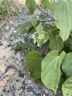 Image of Abutilon lauraster Hochr.