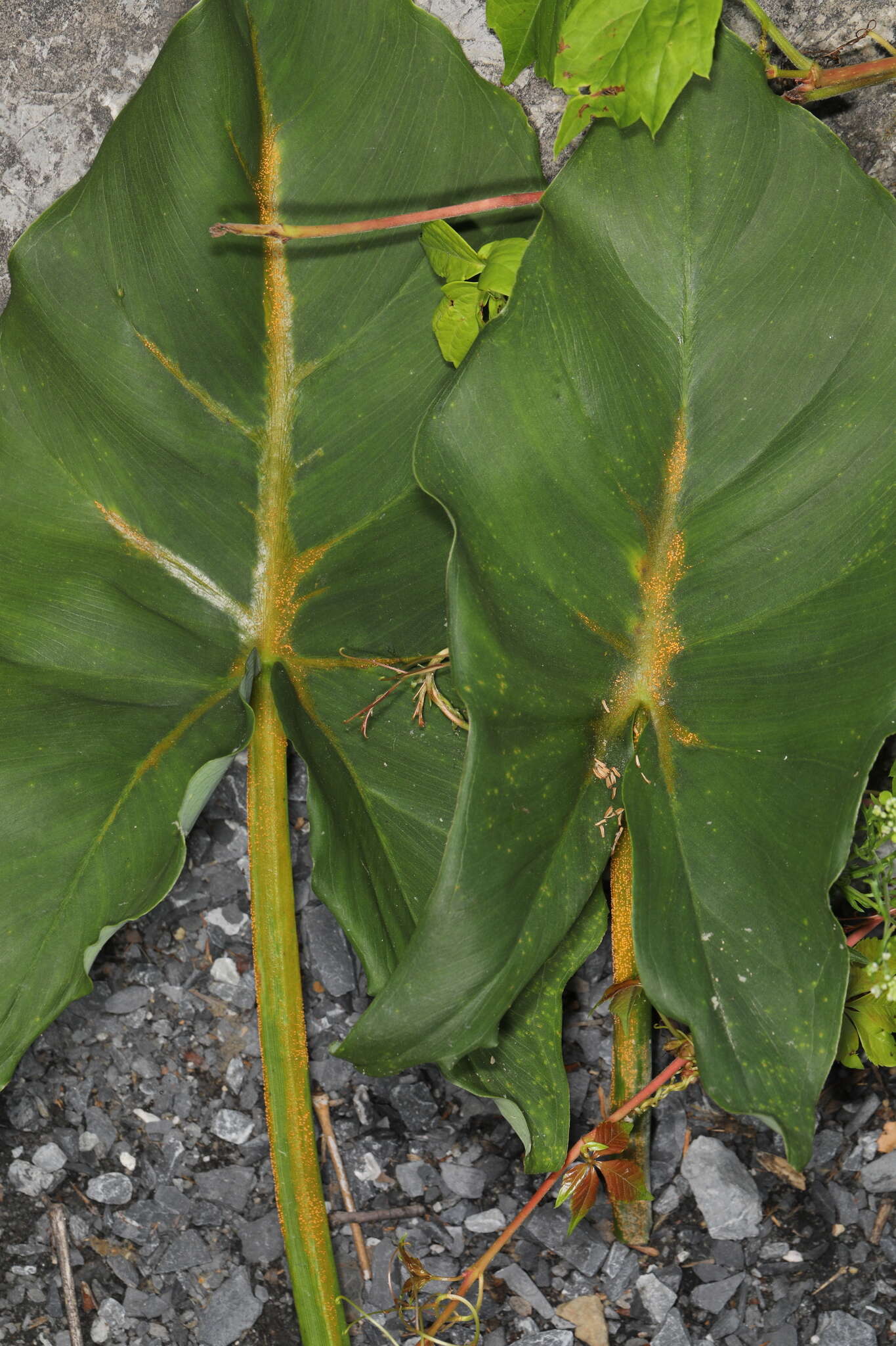 Image of Uromyces caladii (Schwein.) Farl. 1879