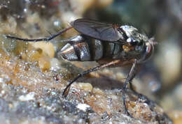 Image of Tachytrechus auratus (Aldrich 1896)