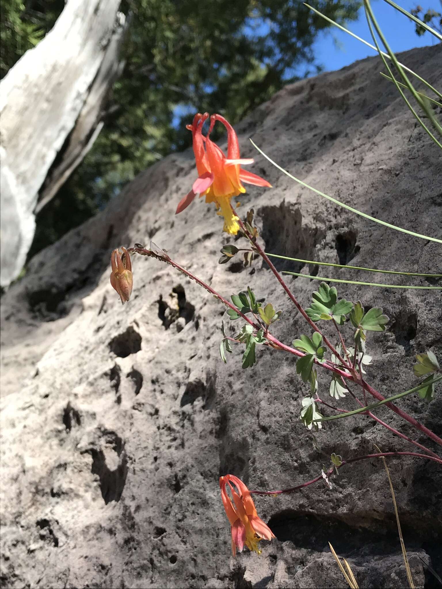 Слика од Aquilegia desertorum (M. E. Jones) Cockerell ex Heller