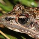 Image of Uzungwe Grassland Frog