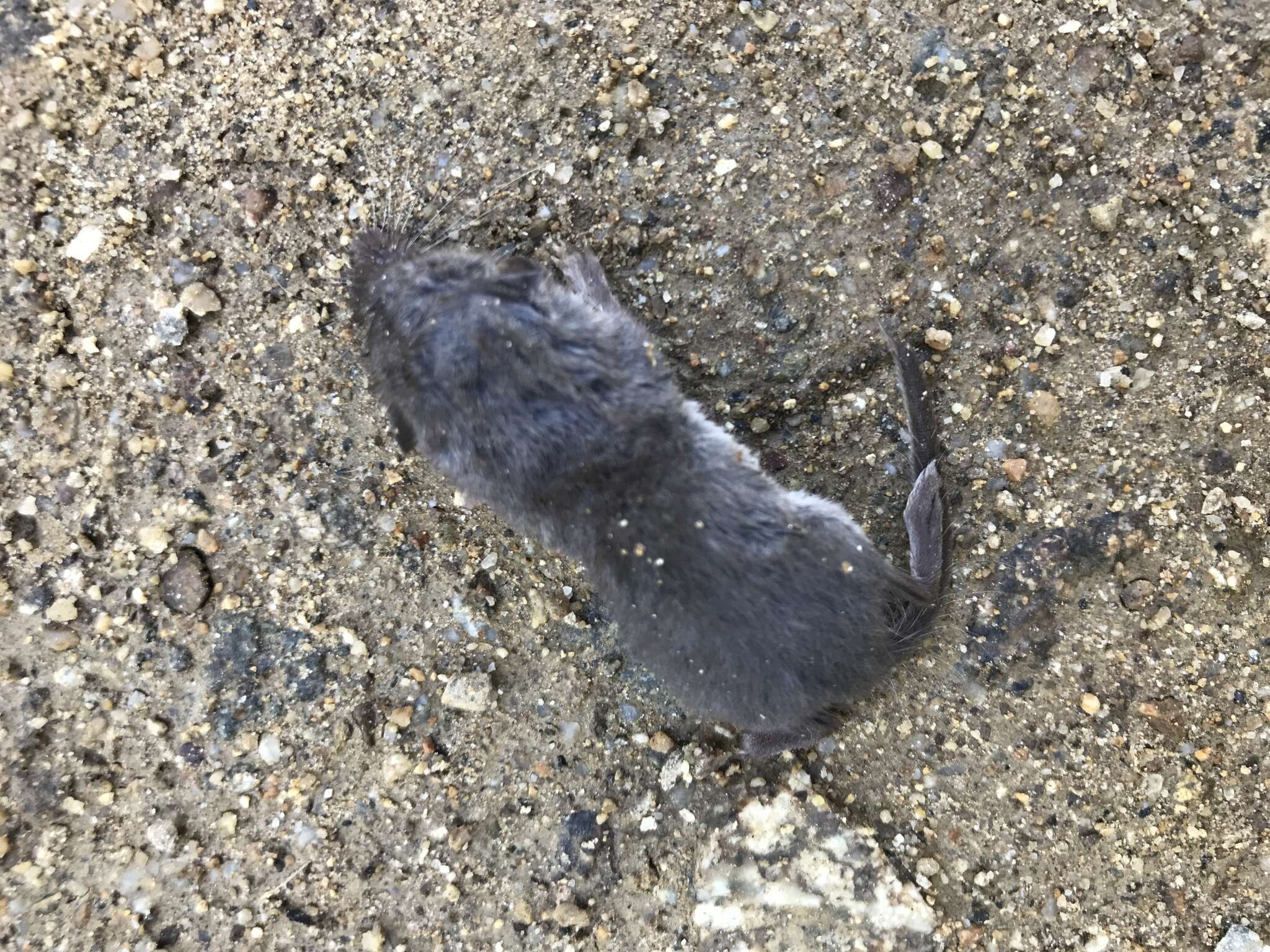 Image of Asian Lesser White-toothed Shrew