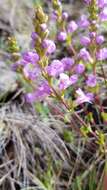 Sivun Euphrasia collina R. Br. kuva