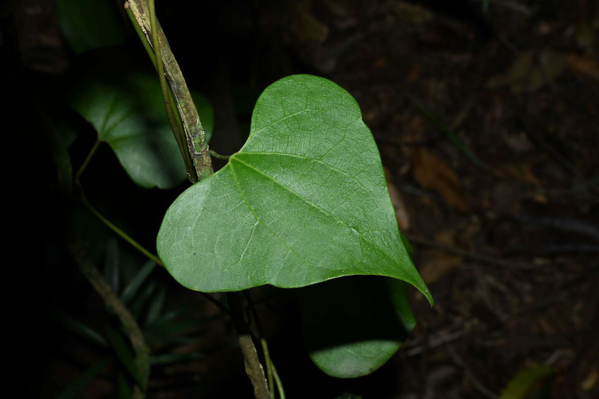 Image of Aristolochia amara (Aublet) O. Poncy