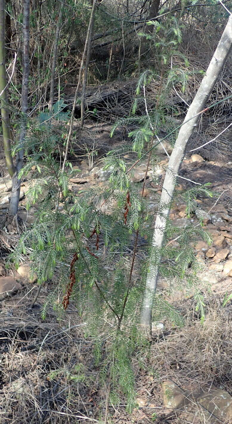 Image of Passerina falcifolia C. H. Wright