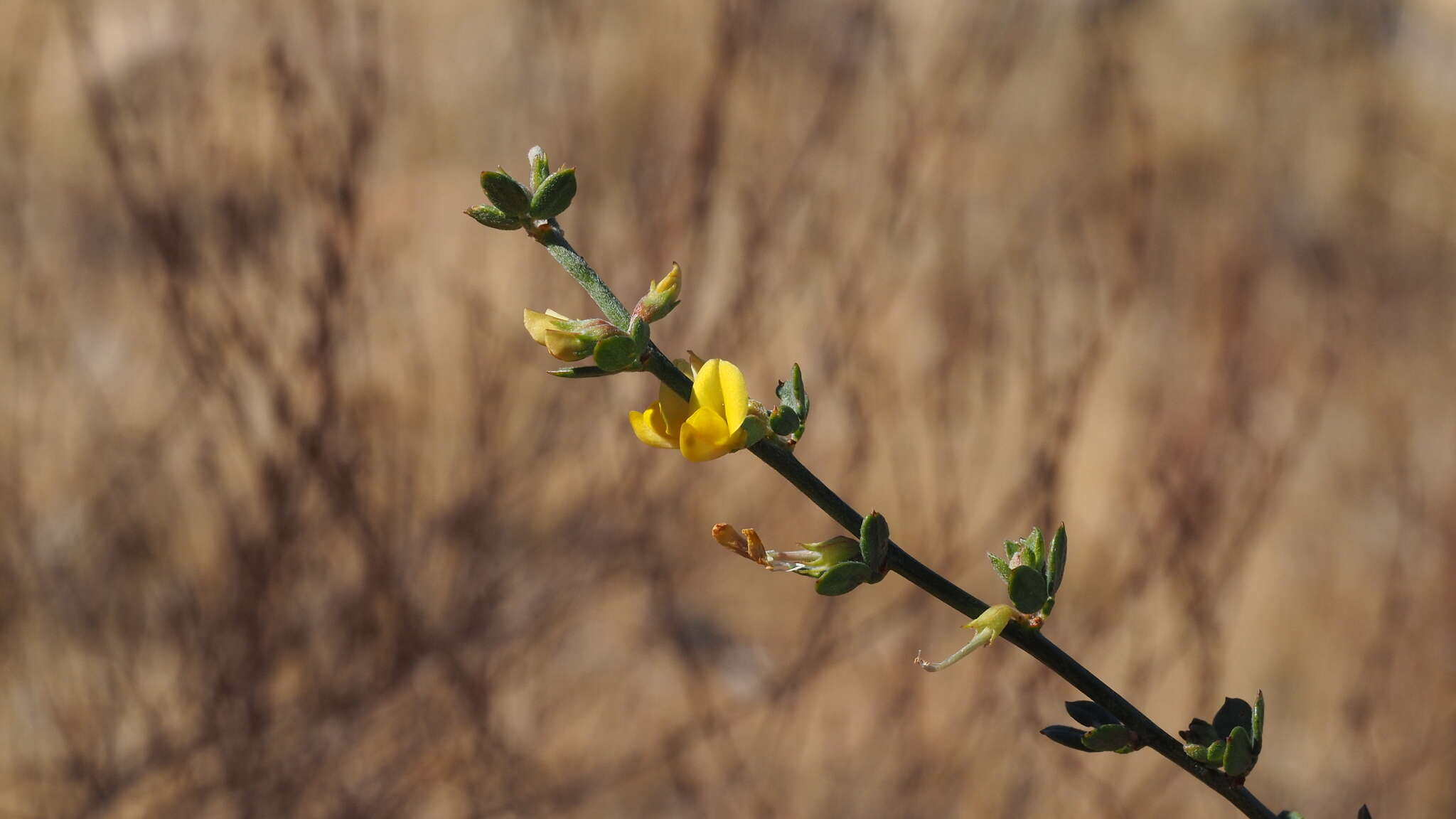 Acmispon glaber var. brevialatus的圖片