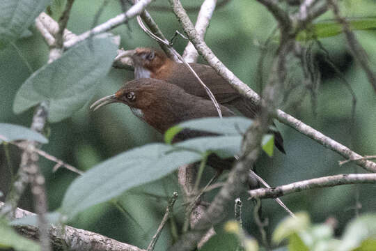 Image of Rusty-cheeked Scimitar Babbler