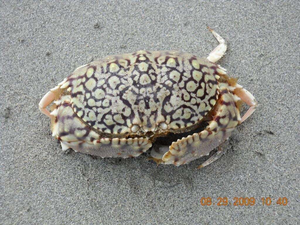 Image of ocellate box crab