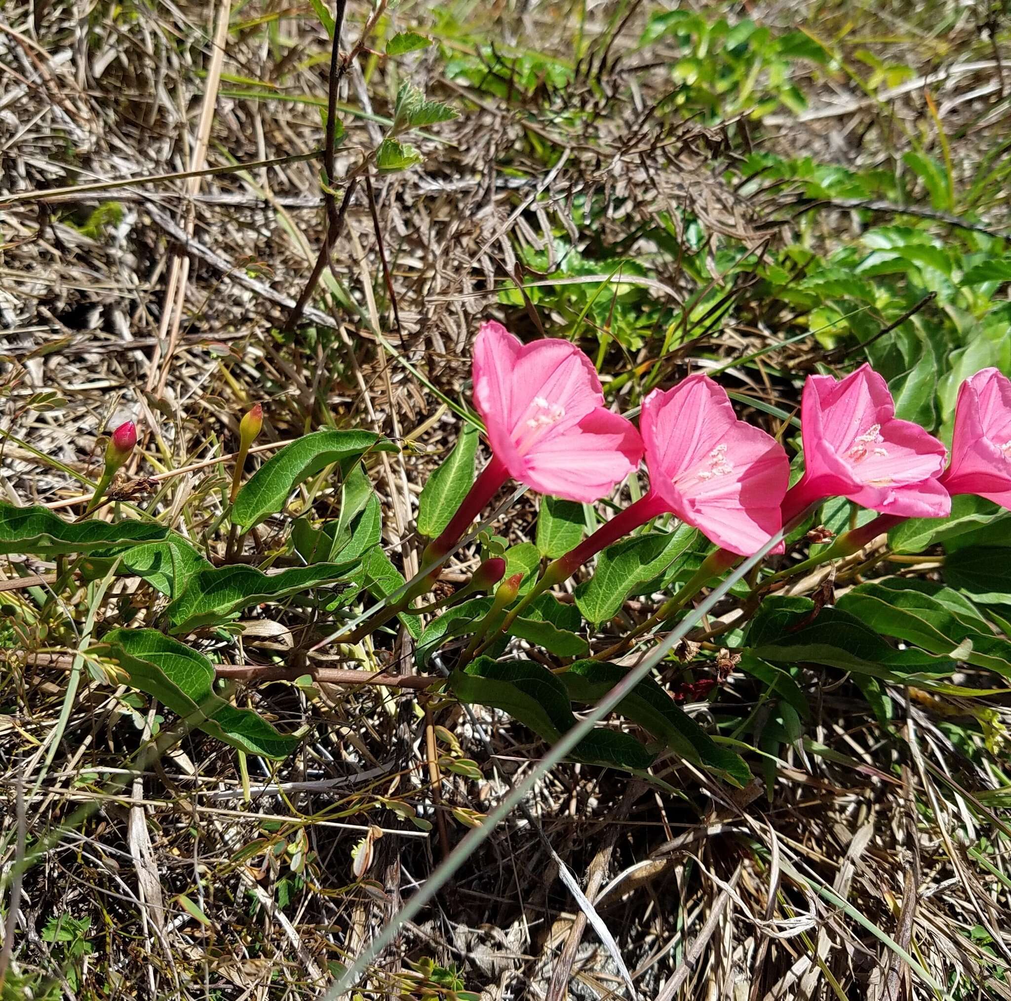 Слика од Ipomoea microdactyla Griseb.